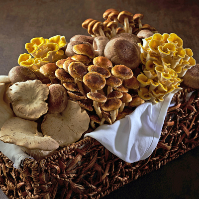 The Wondrous World of Mushrooms